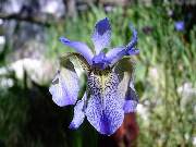 sino siberia Pale Blue